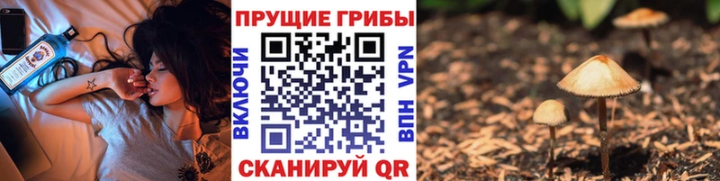 Псилоцибиновые грибы мицелий наркота мега ONION Котовск